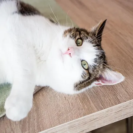 בית חווה Breitenhof - Haus Breiten