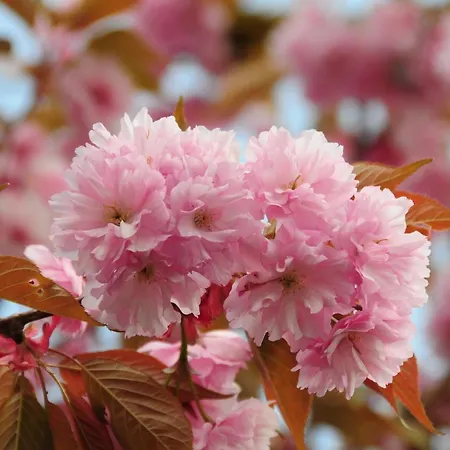 Breitenhof - Haus Breiten *